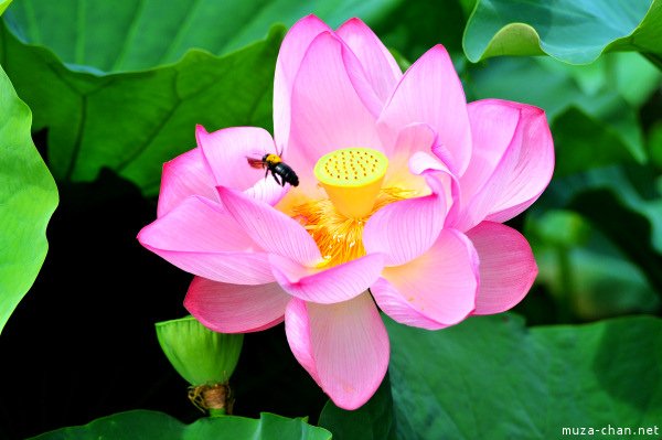 🏞️ 시노바즈 연못(시노바즈노이케) 이미지 5